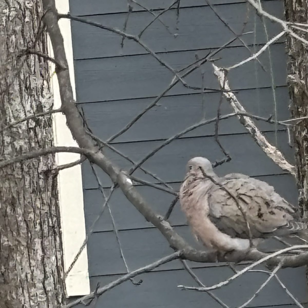 Mourning Dove